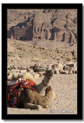 Camels at the Ancient City, Petra, Jordan