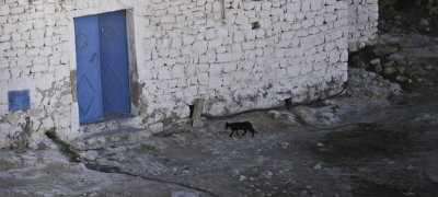 Black Cat Tunisia - November 2008