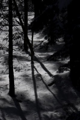 Shadows Yosemite National Park - February, 2009