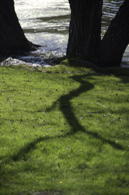 Tree Shadow Sonoma Country, California - March 2009