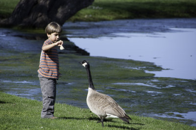 Boy Meets Bird Sonoma Country, California - March 2009