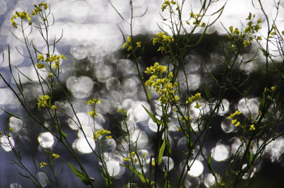 Yellow and Sparkles Sonoma Country, California - March 2009