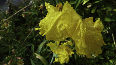 Flower Drops 2 San Francisco and Petaluma, California 2011