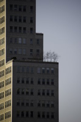 Midtown Forrest New York City - March 2009