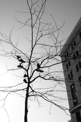 Shoe Tree New York City - March 2009