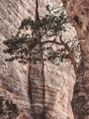 Life in the Canyon Tent Rocks National Monument, New Mexico - January 2012