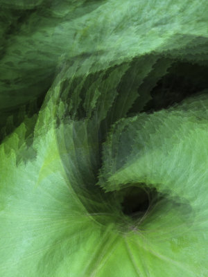 Swirl Giverny, France June,2012