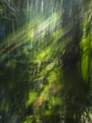 Rays of Bamboo Giverny, France June,2012