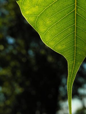 Window  - Leaf Line