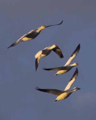 4Geese.jpg