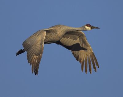 CraneShadow.jpg