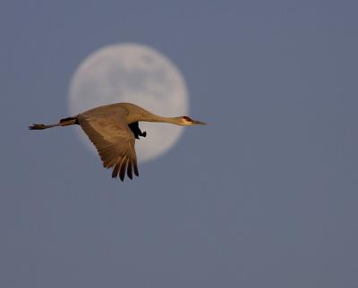MoonCrane.jpg