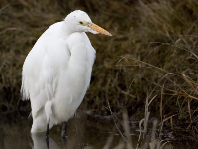 GreatEgret1.jpg