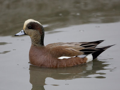 Widgeon.jpg