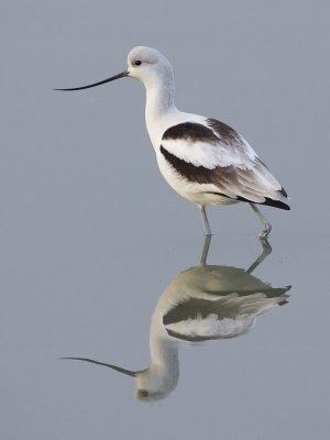 Avocets and Stilts