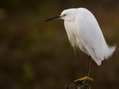 SnowyEgret080118a.jpg