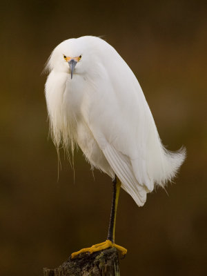 SnowyEgret080118.jpg