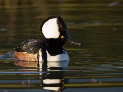 HoodedMerganser.jpg
