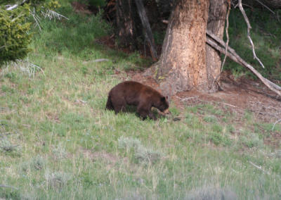 Bear south of Tower