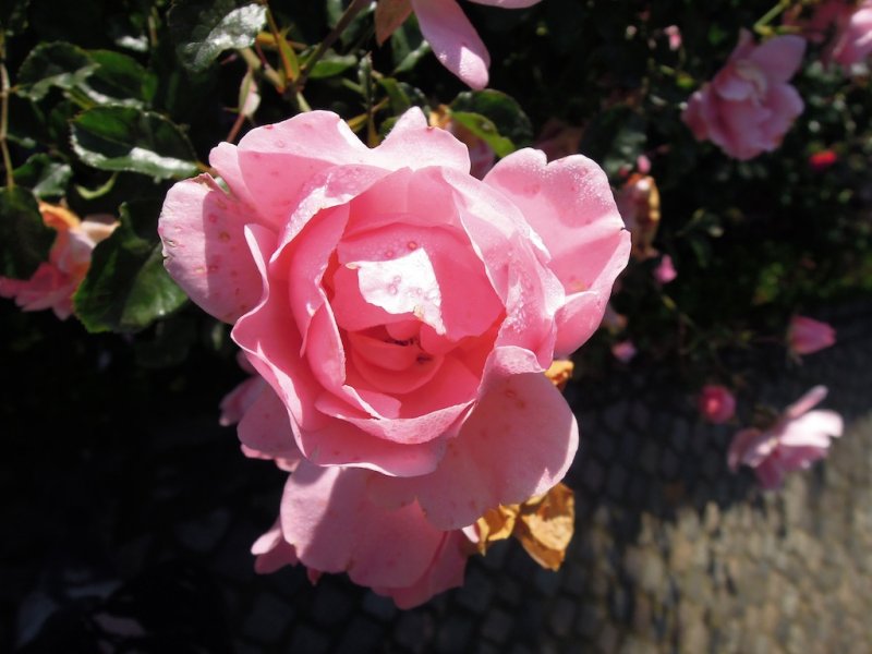 DSCN1708.JPG
