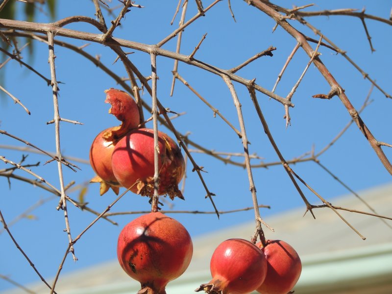 DSCN3018.JPG