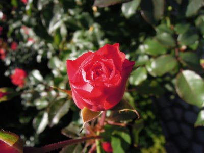 DSCN1711.JPG