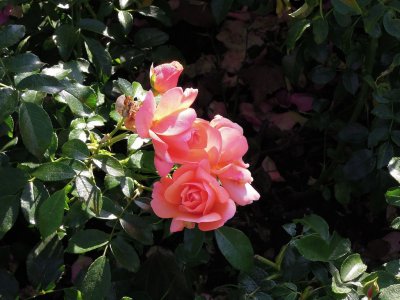 DSCN1716.JPG