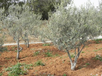 Mount Nebo