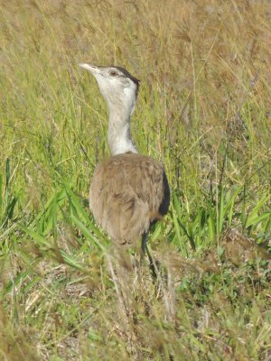 Australian Bustard