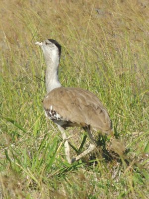 Australian Bustard