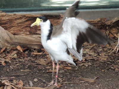 Masked Lapwing