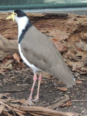 Masked Lapwing