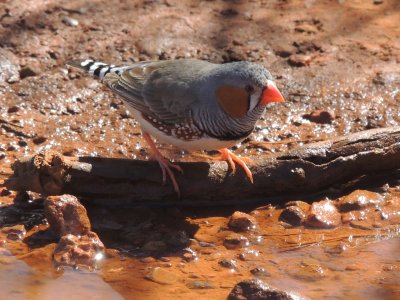 Zebra Finch