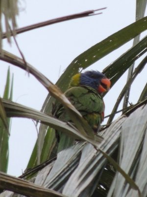 Rainbow Lorikeet