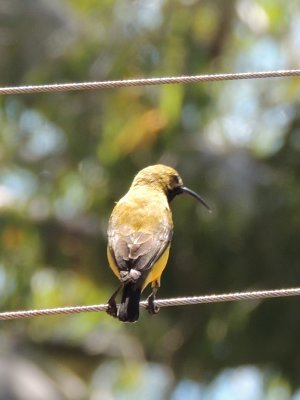 Olive-backed Sunbird