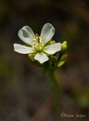 Dionaea muscipula flower