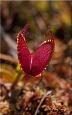 Dionaea muscipula red trap