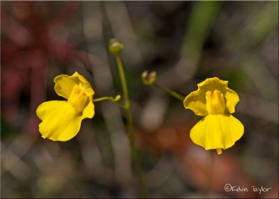 yellow bladderwort flowers pair