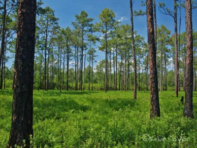 Green Swamp Savanna afternoon light