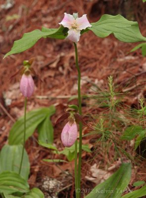 Lady slippers and trillium