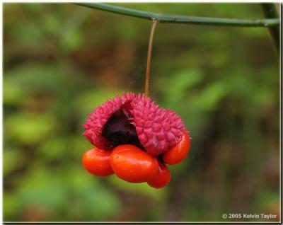 Euonymus americanus