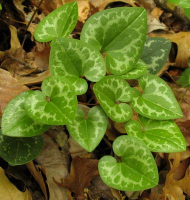 Hexastylis  leaves