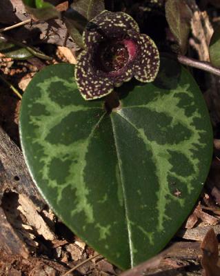 Hexastylis flower