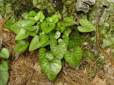 Hexastylis leaves