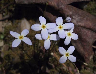 Bluets