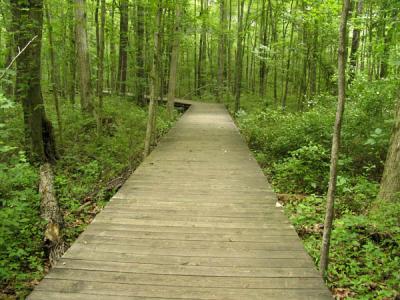 Boardwalk along Swift Creek Trail