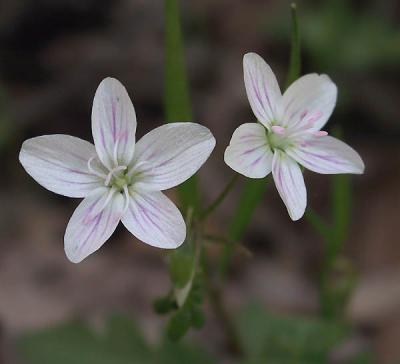 Spring Beauty