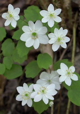 Windflower