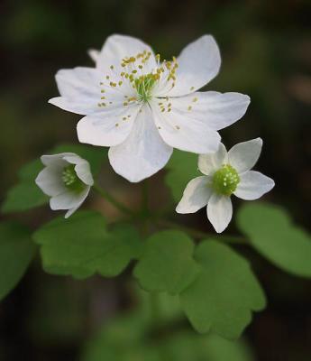 Windflower