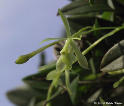 Epidendrum magnoliae